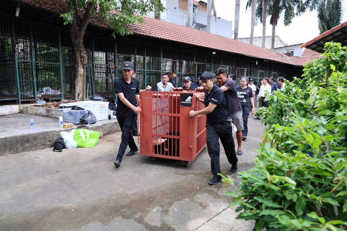 Trung tâm cứu hộ gấu Việt Nam tại VQG Bạch Mã tiếp nhận 4 cá thể gấu