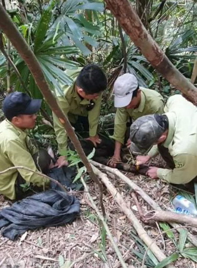 Kiểm lâm Vườn quốc gia Bạch Mã phát hiện và giải cứu cá thể Sơn dương trong dịp Tết