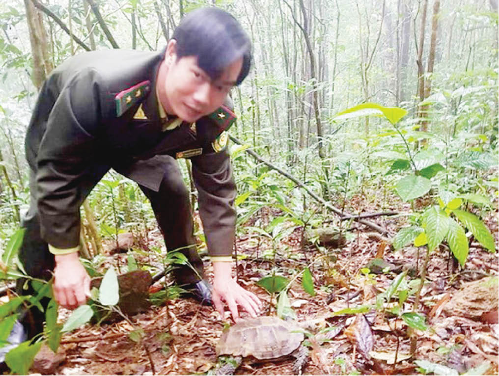 Vườn Quốc gia Bạch Mã giải cứu động vật hoang dã trong dịp tết.